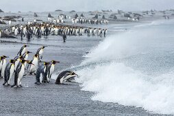 Adult king penguins Aptenodytes patagonicus returning to the sea from the nesting and breeding colony at Salisbury Plain on South Georgia Island, South Atlantic Ocean