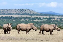 White rhinoceros or square-lipped rhinoceros Ceratotherium simum  Africa, East Africa, Kenya, November