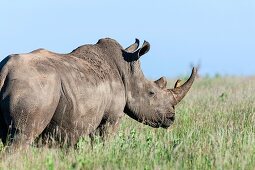 White rhinoceros or square-lipped rhinoceros Ceratotherium simum  Red-billed Oxpecker Buphagus erythrorhynchus is riding on the horn  Africa, East Africa, Kenya, November