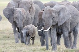 African bush elephant (Loxodonta africana), family group or herd moving in the Amboseli National Park. Africa, East Africa, Kenya, December.