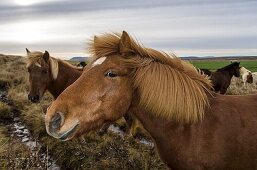 Icelandic horse standing on pastureland  Iceland