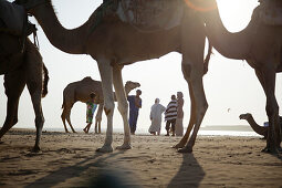 Personengruppe und Dromedare am Strand, Essaouira, Marokko