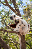 Coquerel-Sifaka mit Baby in einem Baum, Propithecus coquereli, Ampijoroa Reservat, Madagaskar, Afrika