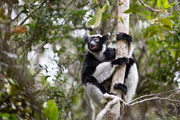 Indri klettert auf einen Baum, Indri indri, Regenwald, Andasibe Mantadia Nationalpark, Ost-Madagaskar, Madagaskar, Afrika