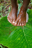 Girl standing barefoot on wet ground on a huge leave, Niki Niki, Atoin Meto village, indigenous people, West Timor, Eastern Nusa Tenggara, Lesser Sunda Islands, Indonesia, Asia