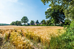 View over a grain field to housing complex, Hamburg-Duvenstedt, Germany