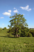 Landschaft bei Sankt Andreasberg, Harz, Niedersachsen, Deutschland, Europa