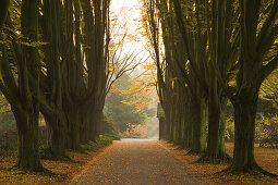 Hornbeam alley, Dortmund, North Rhine-Westphalia, Germany