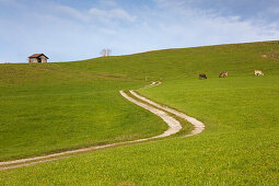 Path over a field with grazing cattle, Allgaeu, Bavaria, Germany