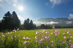 Flowers on a meadow, Tegelberg in the background, near Schwangau, Fuessen, Allgaeu, Bavaria, Germany