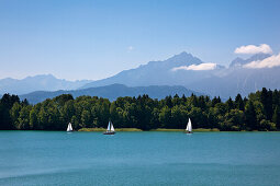 Sailing boats on lake Forggensee, Tannheim mountains in the background, Allgaeu, Bavaria, Germany