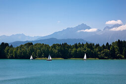 Segelboote auf dem Forggensee, im Hintergrund die Tannheimer Berge, Allgäu, Bayern, Deutschland