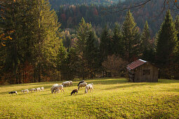 Almwiese mit Schafen, bei Garmisch-Partenkirchen, Werdenfelser Land, Bayern, Deutschland