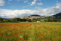 panorama of Assisi with poppy field, UNESCO World Heritage Site, St. Francis of Assisi, Via Francigena di San Francesco, St. Francis Way, Assisi, province of Perugia, Umbria, Italy, Europe