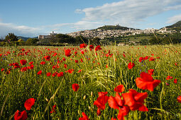 Panorama of Assisi with poppy field, poppies, UNESCO World Heritage Site, St. Francis of Assisi, Via Francigena di San Francesco, St. Francis Way, Assisi, province of Perugia, Umbria, Italy, Europe