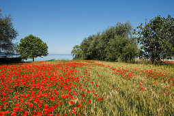 Poppy field at the lake shore near San Feliciano, Lago Trasimeno, province of Perugia, Umbria, Italy, Europe