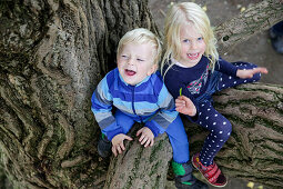 Zwei Kinder sitzen in einem Ginkgobaum, Goseck, Sachsen-Anhalt, Deutschland