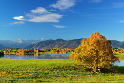 Tree in autumn colours in front of lake Riegsee and Wetterstein range with Zugspitze, lake Riegsee, Blaues Land, Bavarian foothills, Upper Bavaria, Bavaria, Germany
