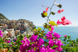 Blick auf Manarola, Riomaggiore, Cinque Terre, La Spezia, Ligurien, Italien