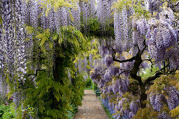 Wisteria floribunda, Japanese Wisteria, Germany, Europe