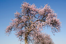 Almond trees in blossom near Bockenheim, Weinstrasse, Rhineland-Palatinate, Germany, Europe
