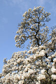 Tulpen-Magnolie, Magnolie, Magnolia x soulangeana, Deutschland, Europa