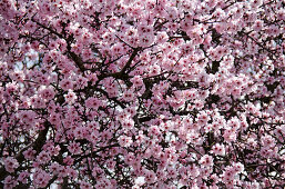 Almond trees in blossom near Bockenheim, Weinstrasse, Rhineland-Palatinate, Germany, Europe