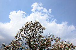 Tulpen-Magnolie, Magnolia x soulangeana, Magnolie, Deutschland, Europa