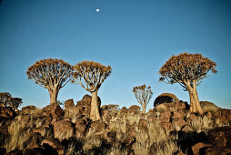 Köcherbäume in der Nähe von Keetmanshoop, Namibia, Afrika