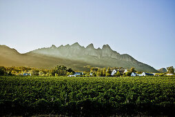 Winery in the Stellenbosch region, Western Cape, South Africa, Africa