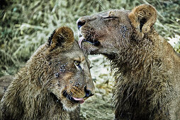 Two young lions licking and grooming each other on Duba Island, Okavango Delta, Botswana, Africa