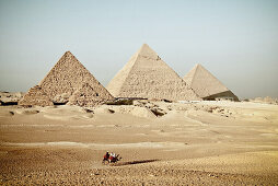 Three camels in front of the pyramids of Giza, Egypt, Africa