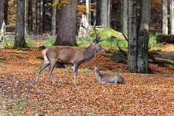 Red deer stag, animal enclosures, Neuschoenau in the National Park Centre Lusen, Bavarian Forest National Park, Bavaria, Germany