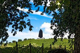 Weinanbau, Sandemann, Lamego, Douro Gebiet, Porto, Nordportugal, Portugal