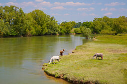 Maas bei Mont-devant-Sassey, Vallée de Meuse, Dept. Meuse, Region Lothringen, Frankreich, Europa