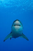 Great White Shark, Carcharodon carcharias, Guadalupe Island, Mexico