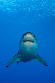 Grosser Weisser Hai, Carcharodon carcharias, Guadalupe Island, Mexiko