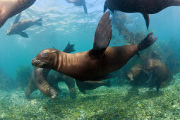 Kalifornische Seelöwen, Zalophus californianus, Cedros Island, Mexiko