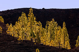 Canary Island Pines at Teide National Park, Pinus canariensis, Tenerife, Spain