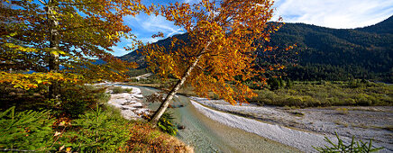 River Isar and beach tree between Wallgau and Vorderiss, Upper Bavaria, Bavaria, Germany