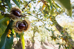 Chestnuts, near Calizzano, province of Savona, Italian Riviera, Liguria, Italy