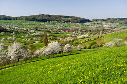 Nlossoming cherry trees, Obereggenen near Muellheim, Black Forest, Baden-Wuerttemberg, Germany