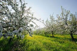 Blossoming apple trees near Offenburg, Ortenau, Black Forest, Baden-Wuerttemberg, Germany