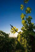 vineyard and Rhine Valley near Freiburg im Breisgau, Black Forest, Baden-Wuerttemberg, Germany