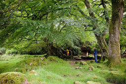 Hikers, Dartmoor National Park, Devon, South West England, England, Great Britain