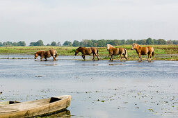 Pferde im Fluss, Nationalpark Biebrza-Flusstal, Woiwodschaft Podlachien, Polen