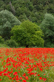 Poppy field in the valley of the Nera river, Vallo di Nera, Valnerina, St. Francis of Assisi, Via Francigena di San Francesco, St. Francis Way, province of Terni, Umbria, Italy, Europe