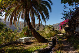 Garden table under a palm tree, hiking trail along an irrigation channal, Natural Preserve, Parque Natural de Tamadaba, UNESCO Biosphere Reserve, West coast, Gran Canaria, Canary Islands, Spain, Europe