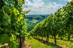 View from Kappelberg with vineyard to Rotenberg and Untertuerkheim in background, Stuttgart, Baden-Wurttemberg, Germany