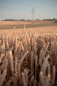 Grain field, Merklingen, Baden-Wuerttemberg, Germany
